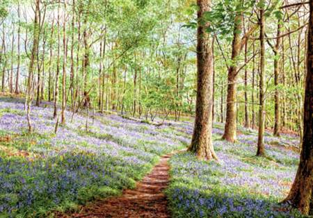 Wooden Jigsaw Puzzle - Bluebells, Brathay Woods (#631205) - 250 Pieces Wentworth