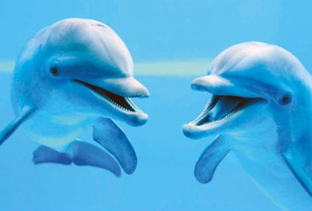 Jigsaw Puzzle - Two Close Dolphins (#39020) - 1000 Pieces Clementoni