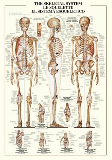 Jigsaw Puzzle - The Skeletal System (#2804N00001) - 1000 Pieces Ricordi