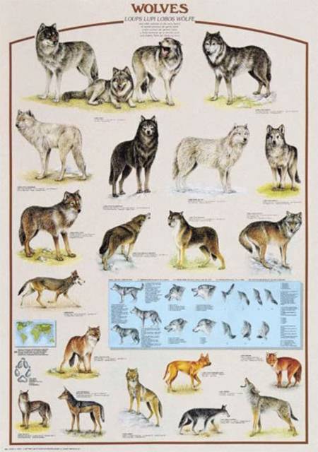 Jigsaw Puzzle - Wolves (#2804N00030) - 1000 Pieces Ricordi