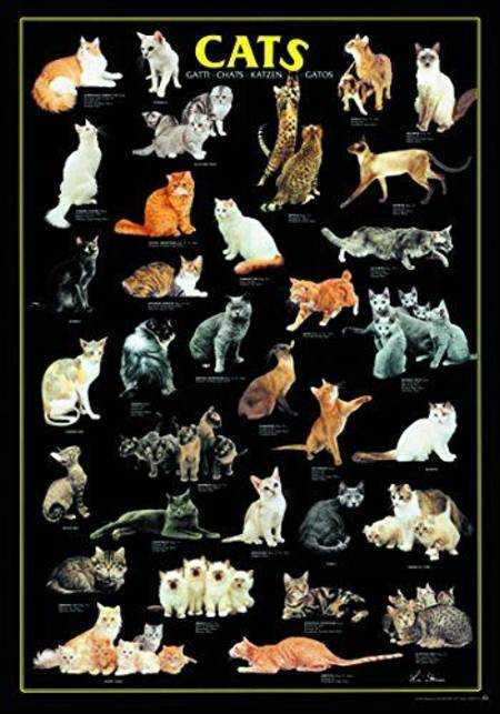 Jigsaw Puzzle - Cats (#2804N00028) - 1000 Pieces Ricordi