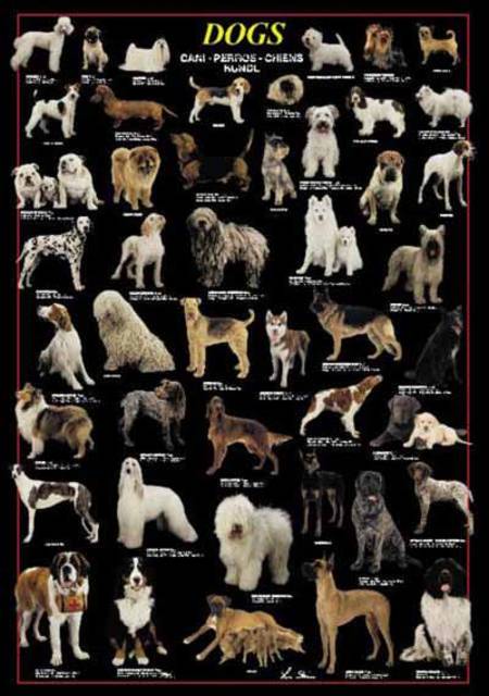 Jigsaw Puzzle - Dogs (#2804N00020) - 1000 Pieces Ricordi
