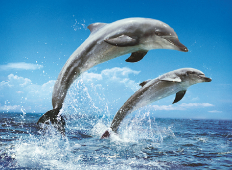 Jigsaw Puzzle - Two Jumping Dolphins (#39205) - 1000 Pieces Clementoni