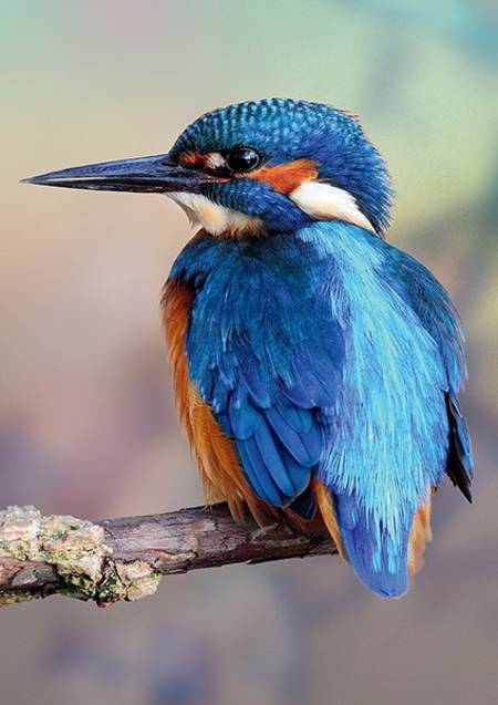 Jigsaw Puzzle - Wild Beauty - Kingfisher, UK (10515)