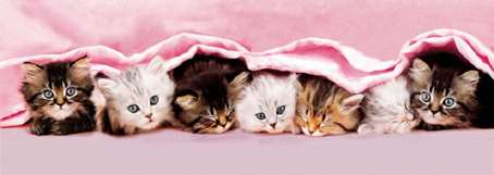 Jigsaw Puzzle - Kittens-Blanket (Panoramic Image) - 1000 Pieces  Clementoni