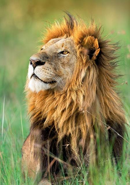 Jigsaw Puzzle - Wild Royals - Lion, Kenya (10517)
