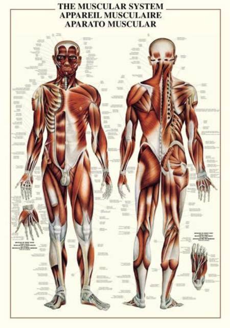 Jigsaw Puzzle - The Muscular System (#2804N00003) - 1000 Pieces Ricordi