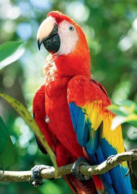 Jigsaw Puzzle - Wild Beauty - Scarlet Macaw, Hondurus (10516)