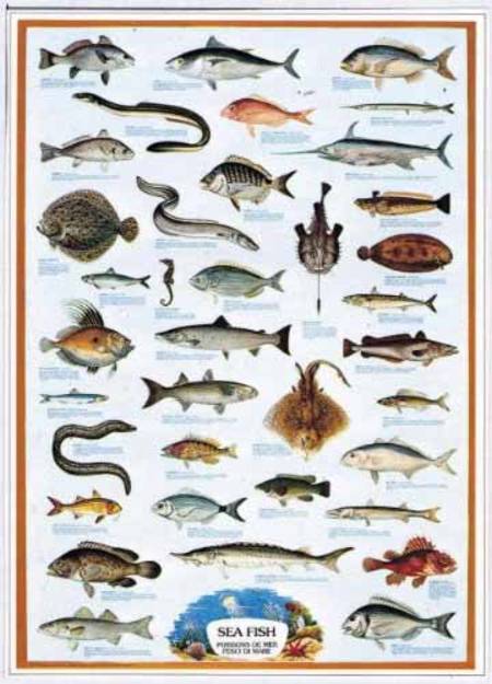 Jigsaw Puzzle - Sea Fish (#2804N00027) - 1000 Pieces Ricordi
